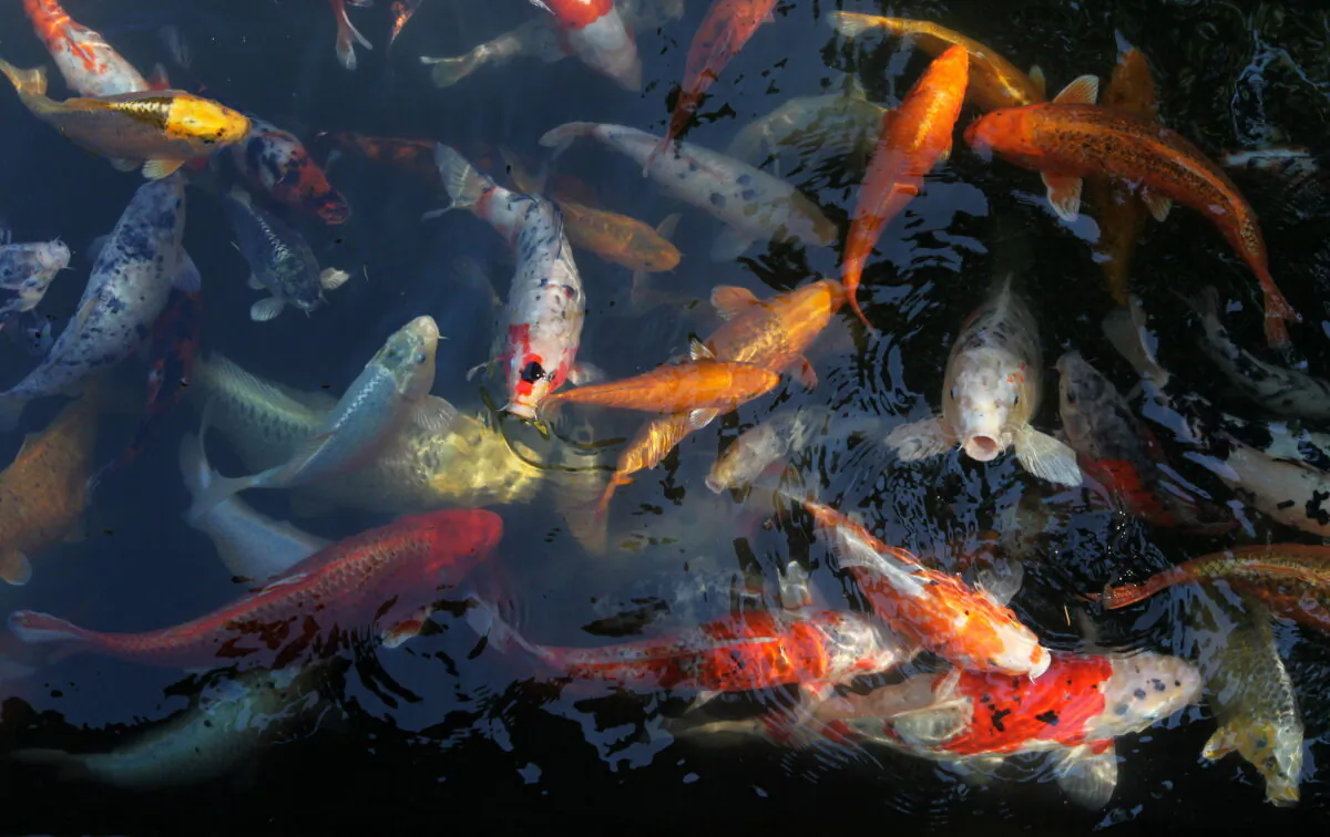 Koi carps swim in a pond at the zoo in Heidelberg, southwestern Germany, on July 19, 2010. (Daniel Roland/AFP via Getty Images)