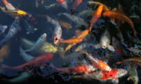 Nearly 90 Koi Fish Go Missing in Maryland Community: Police