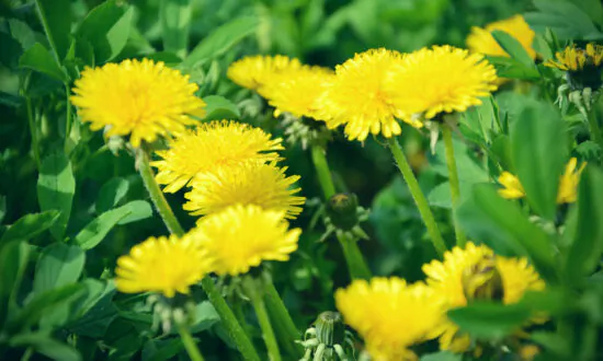 More Than a Weed: 8 Health Benefits of Dandelions