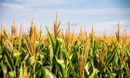 You Can Grow Your Own Corn—and There’s Way More Than Sweet Corn