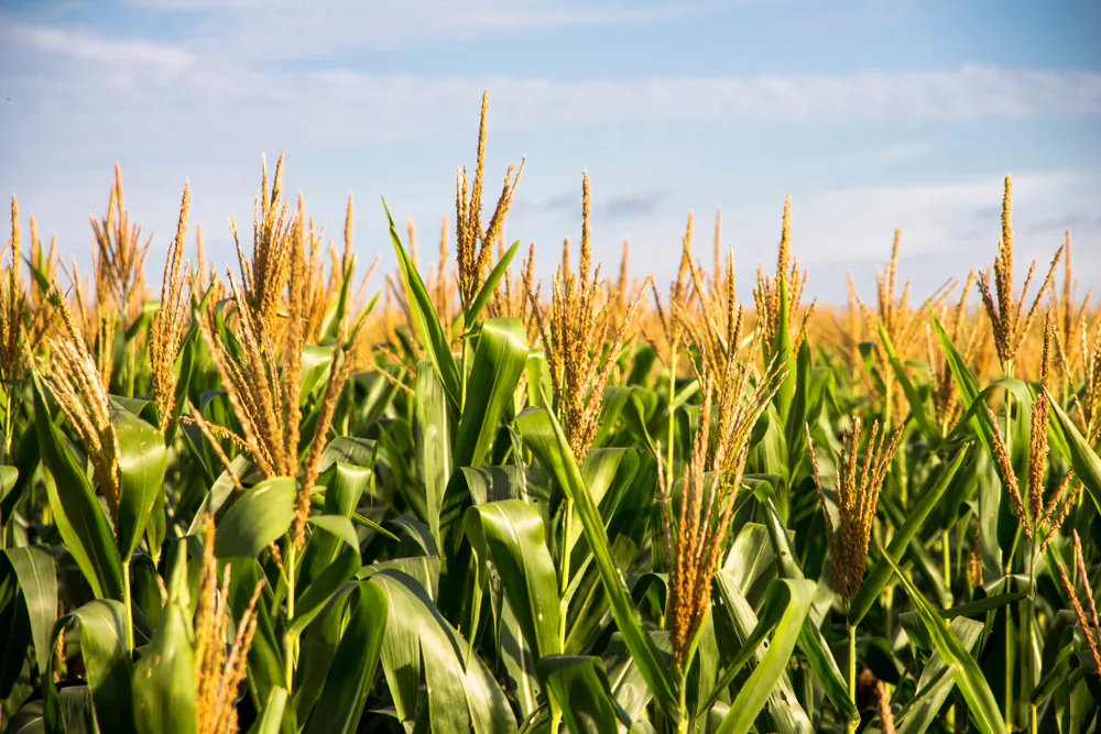 There are thousands of varieties of corn, with as many as 300 belonging to the Western Hemisphere.(Pitagoras Abreu/Shutterstock)