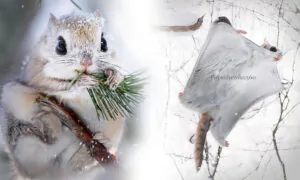 VIDEO: Photographer Braves Winter Woods to Capture Tiny, Cute Japanese Dwarf Flying Squirrels