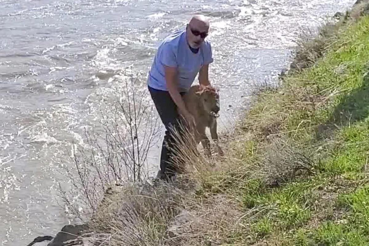 An unidentified white male in his 40-50's, wearing a blue shirt and black pants, approaches a newborn bison calf in Lamar Valley, near the confluence of the Lamar River and Soda Butte Creek, at Yellowstone National Park, Wyo., on May 20, 2023. (Courtesy of Courtesy National Park Service)