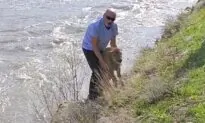 Yellowstone Baby Bison Put to Death After Visitor Picks It Up, Leading Herd to Reject It