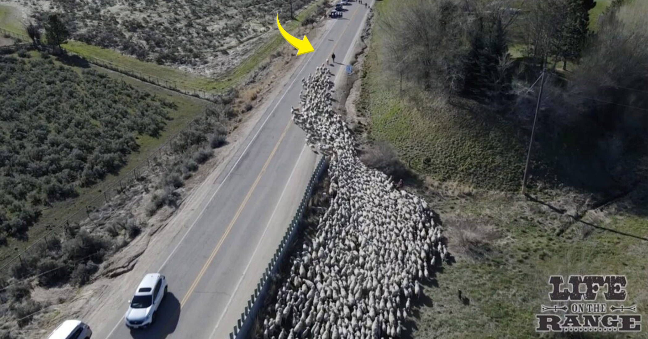 [VIDEO] America’s proud farming heritage: People thrilled to watch 2,500+ sheep streaming down Idaho’s largest highway