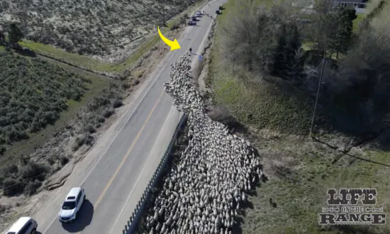 America’s Proud Farming Heritage: People Thrilled to Watch 2,500+ Sheep Streaming Down Idaho’s Largest Highway [VIDEO]