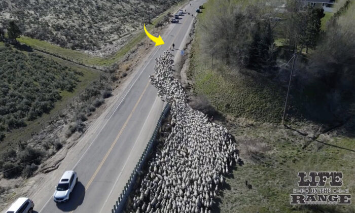 People Thrilled to Watch 2,500+ Sheep Streaming Down Idaho's Largest Highway [VIDEO]