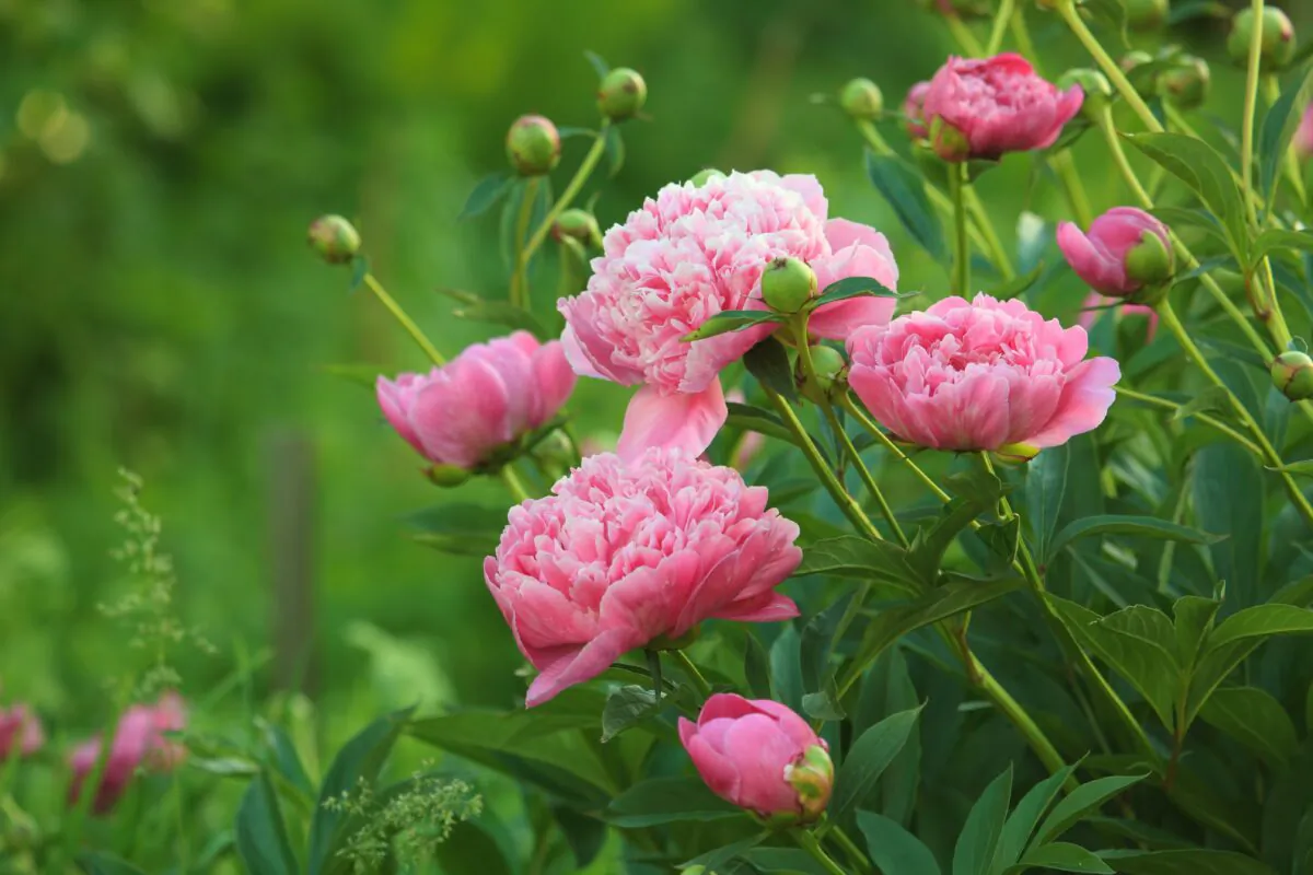 Jeff Rugg answers gardening questions about peonies and trees. (Birute Vijeikiene/Shutterstock)