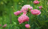 Peony and Tree Problems