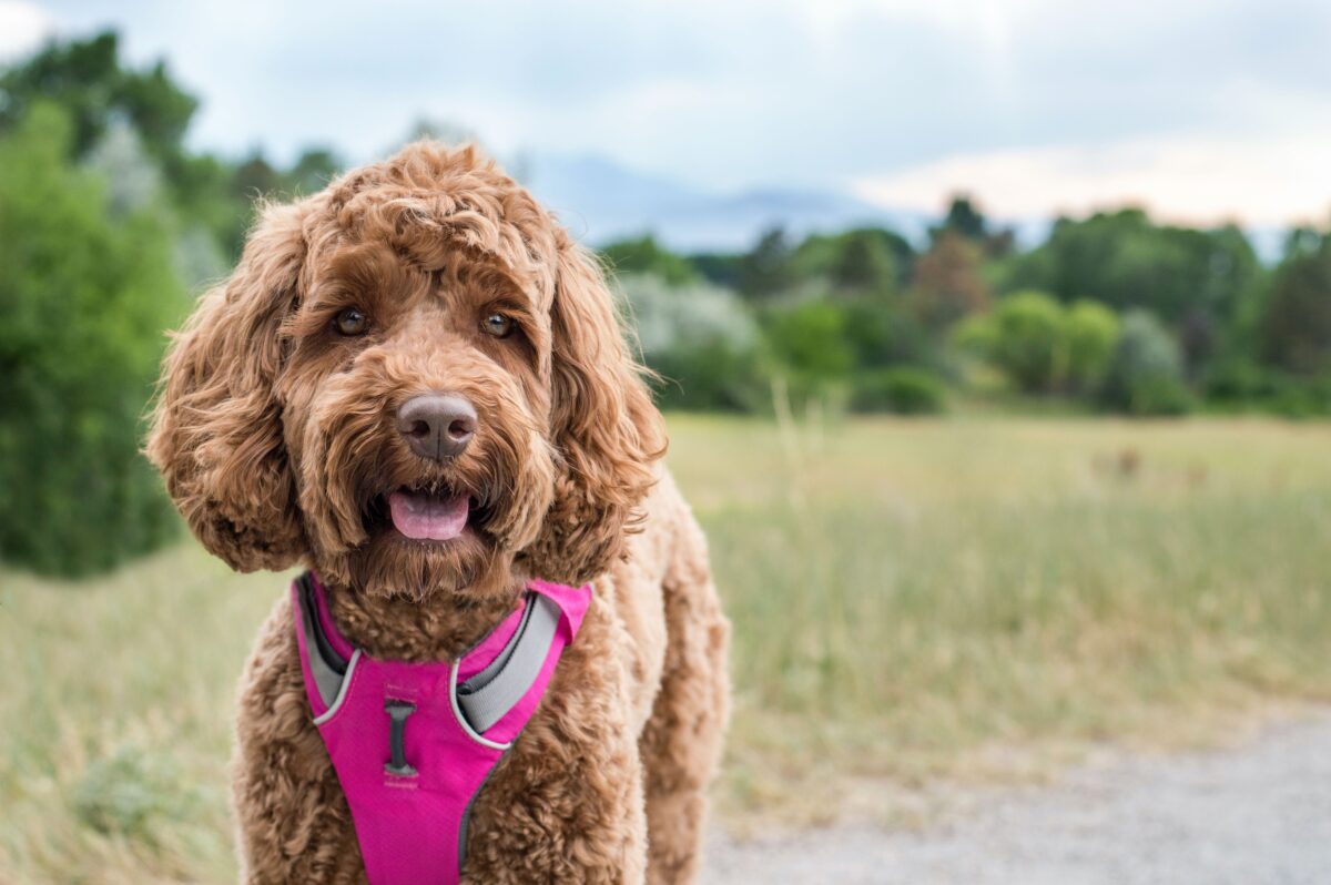 Dog's Cloudy Eyes May Be Normal Aging Change, Not Cataracts