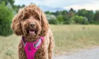 Veterinarian Recommends a Harness for Walking Dogs