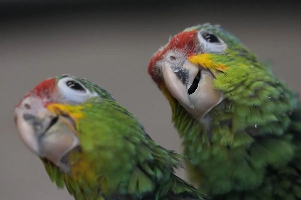 A pair of young red-lored Amazon parrots investigate their environment at the Rare Species Conservatory Foundation in Loxahatchee, Fla., on May 19, 2023, nearly two months after a smuggler was caught, according to a criminal complaint, with 29 parrot eggs at Miami International Airport in late March when the eggs began hatching in his carry-on bag while in transit. (Rebecca Blackwell/AP Photo)