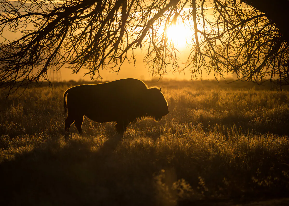 Rocky Mountain Arsenal National Wildlife Refuge. (Colorado National Wildlife Refuge)