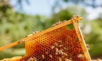 How to Raise Honeybees