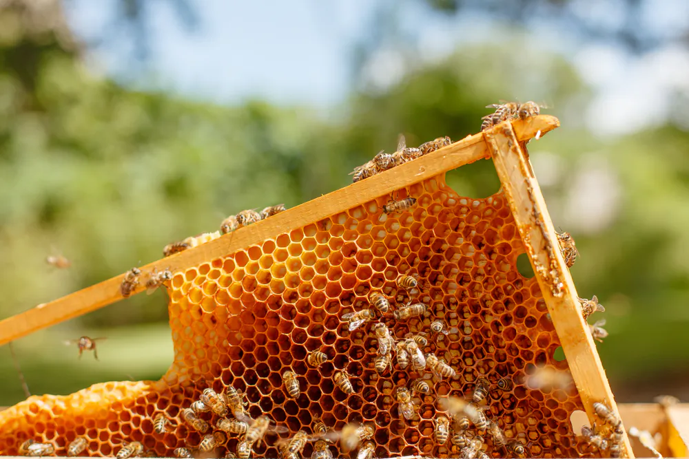 In addition to great taste, honey has health benefits, making a home bee hive worth consideration. (sergey kolesnikov/Shutterstock)