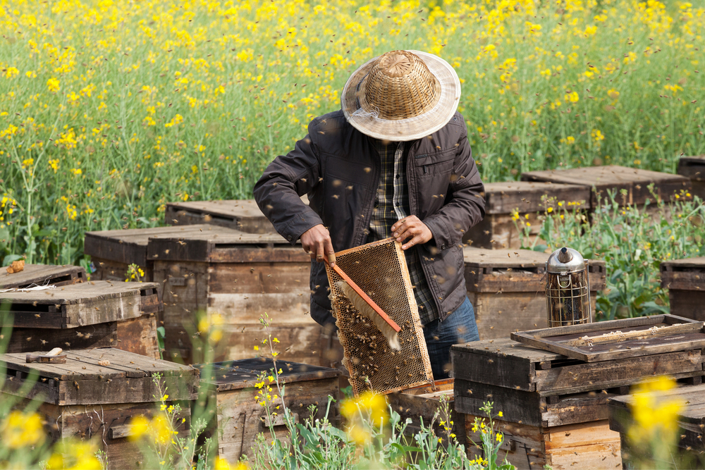 The Beekeeper In The Field Of Flowers