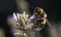 Australia Loses Fight With Varroa Mite, Beekeepers Forced to Live With Pest