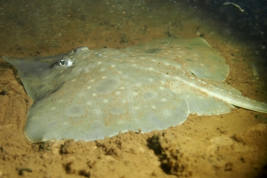 Tasmania’s Salmon Farms Face Dual Scrutiny Over Fish Deaths and Endangered Skate