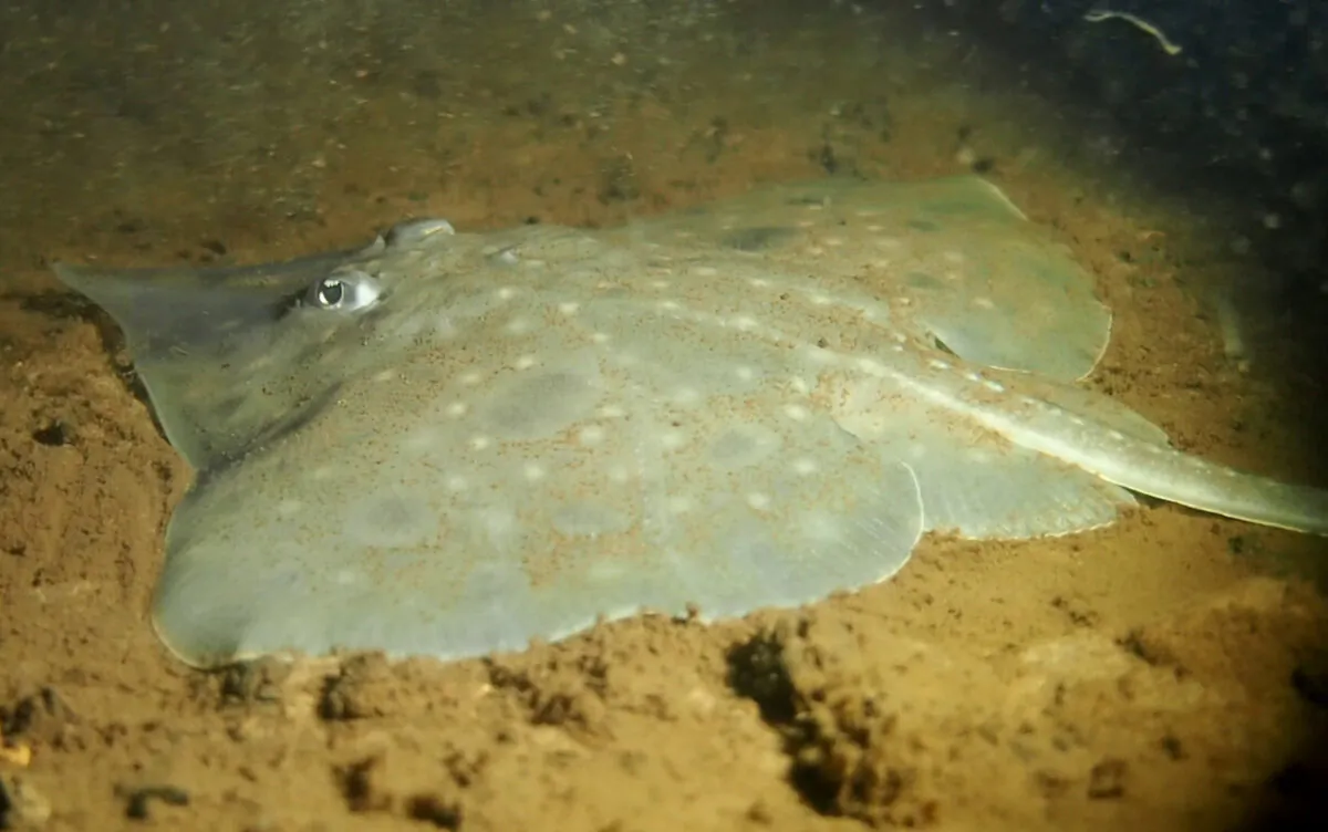 A supplied image obtained on Sep. 7, 2022, of an endangered Maugean Skate in Macquarie Harbour on Tasmania's west coast. (AAP Image/Supplied by Jane Ruckert) 