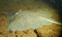 Experts to Consider Critical Listing for Ancient Australian Fish
