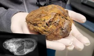 Miner Finds Grapefruit-Sized Fur Ball Now Deemed a ‘Perfectly Preserved’ 30,000-Year-Old Squirrel