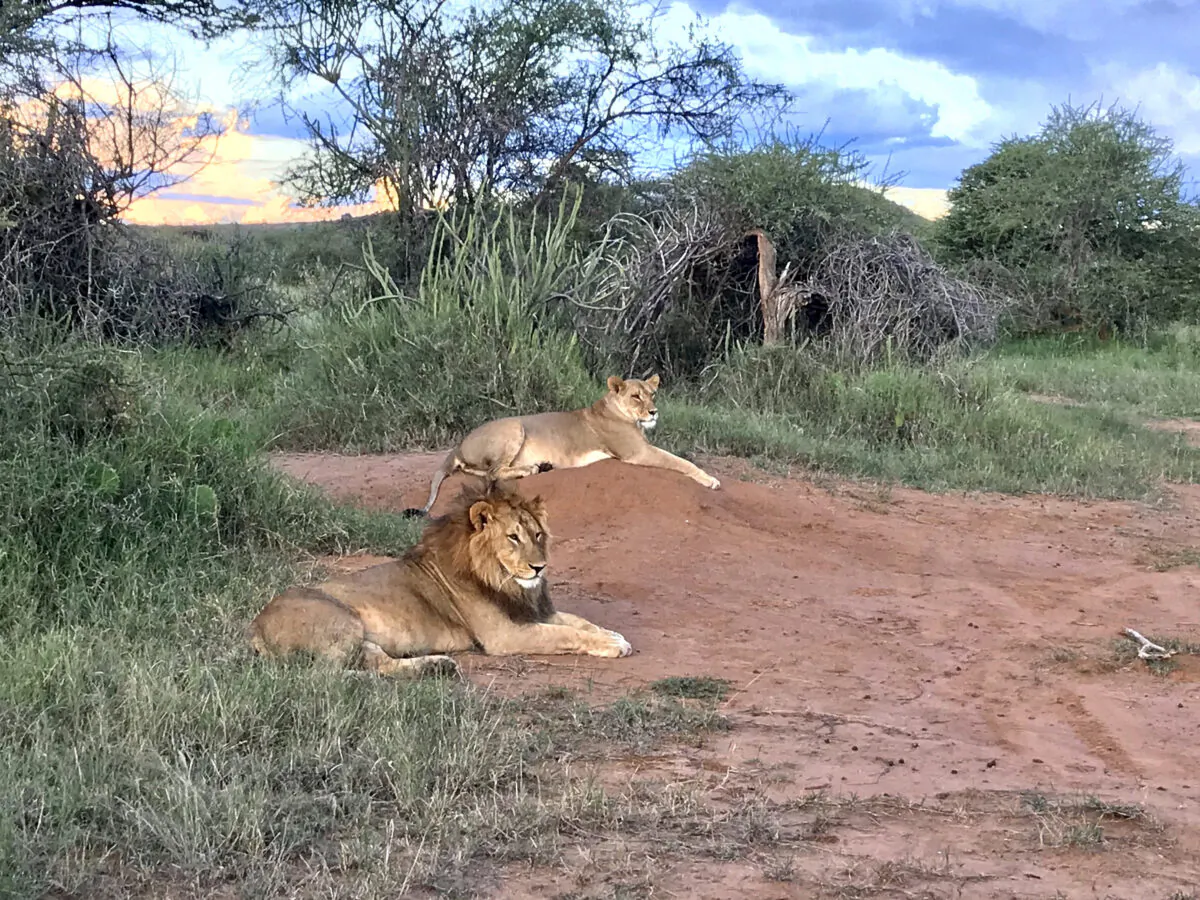 The romantic allure of seeing wildlife in its natural habitat, particularly lions, are a big draw for Kenya and its wildlife parks. (Mary Ann Anderson/TNS)