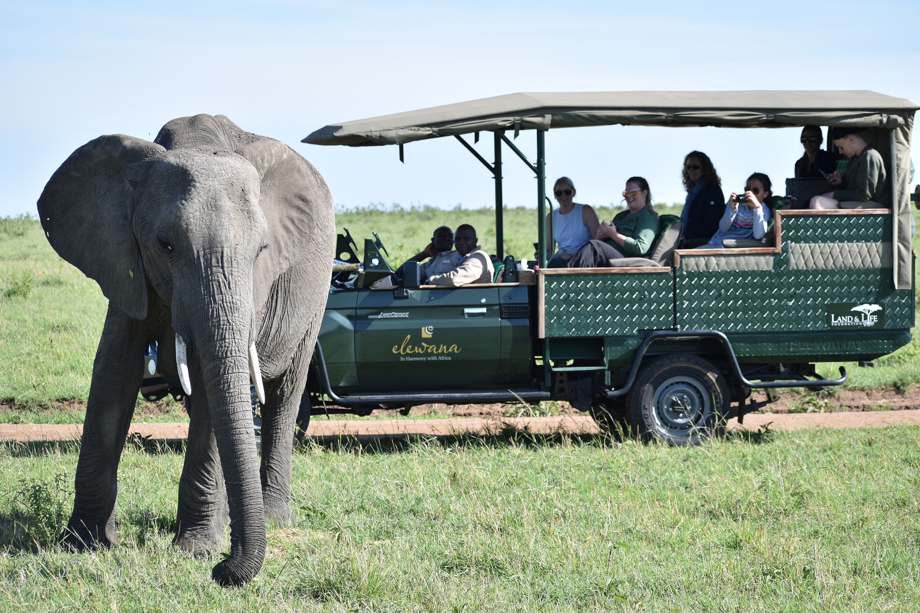 An elephant with a safari vehicle full of people in the background