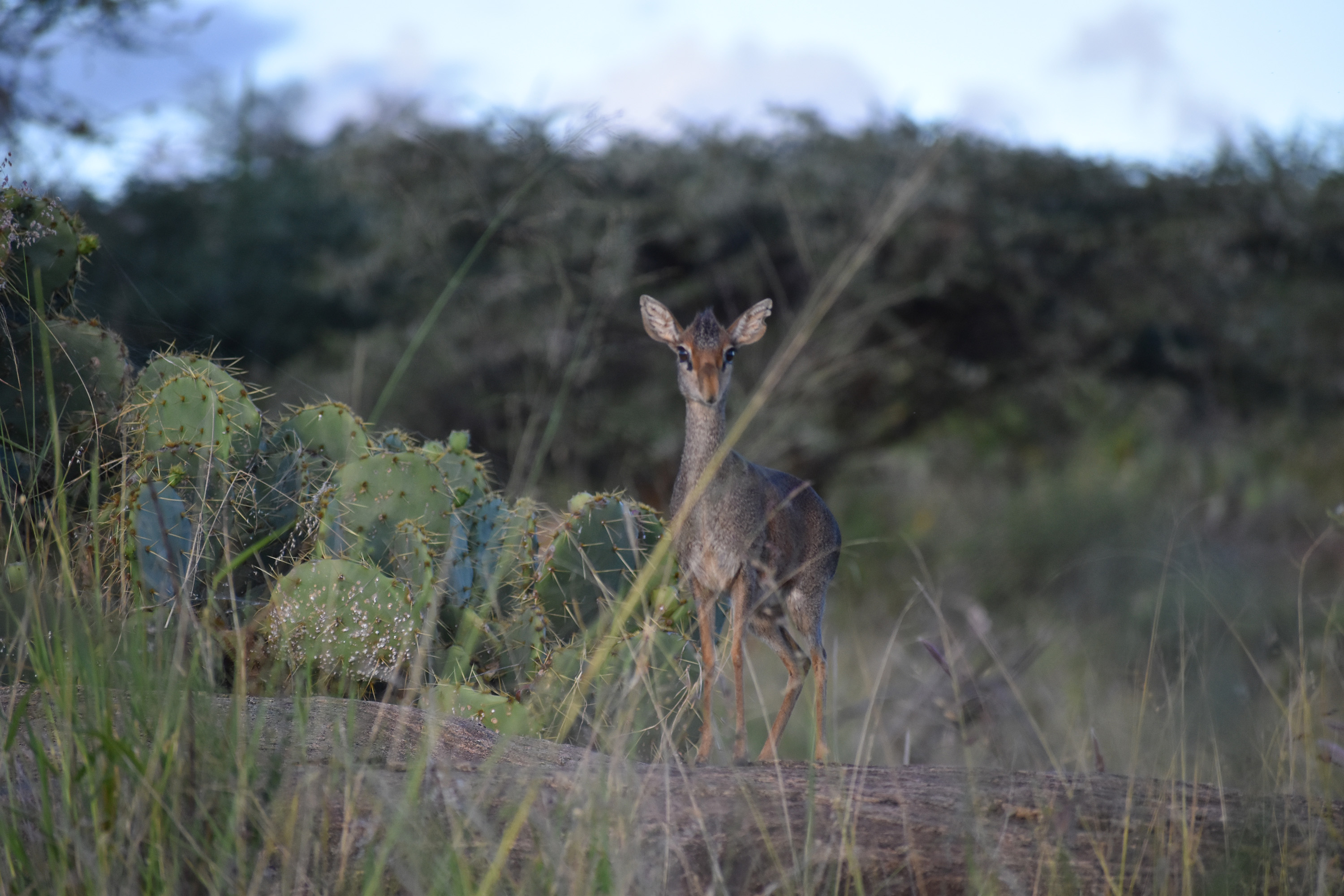 A dik-dik, among Kenya’s smallest antelopes