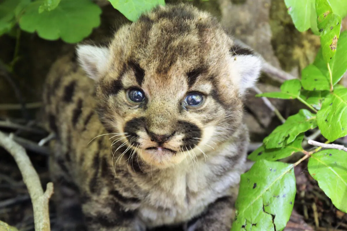 Biologists discovered P-77's den in the Simi Hills. The mountain lion gave birth to female kittens P-113, P-114, and P-115 in May 2023. (Courtesy of National Park Service)