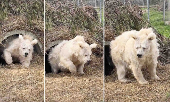 Amusingly Disheveled Bear Goes Viral for Waking Up Groggy, Lumbering Forth to Start Day at Zoo