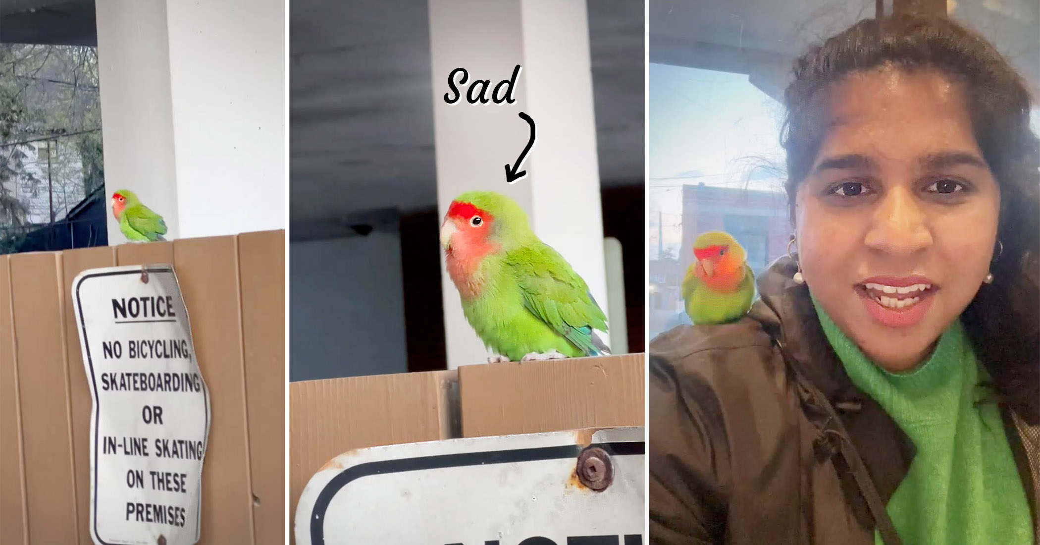 NextImg:VIDEO: Woman finds lovebird looking lost, sad on fence, takes him home, tries to find his family