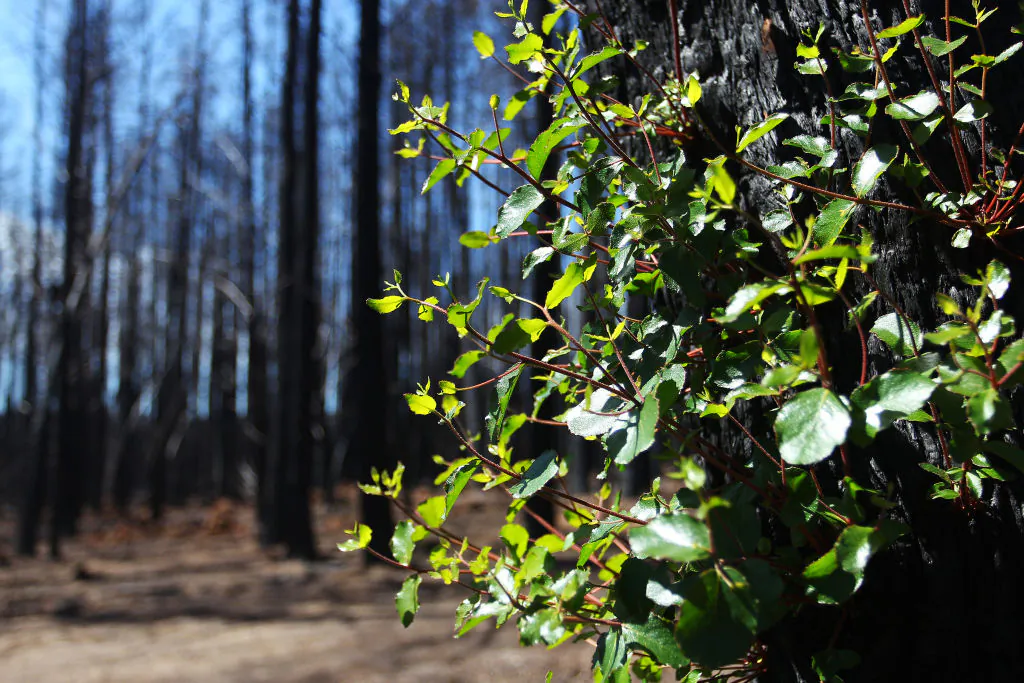 Signs of regrowth are seen amongst bushfire affected natives and blue gum forestry west of Parndana, Australia, on Feb. 23, 2020. (Lisa Maree Williams/Getty Images)