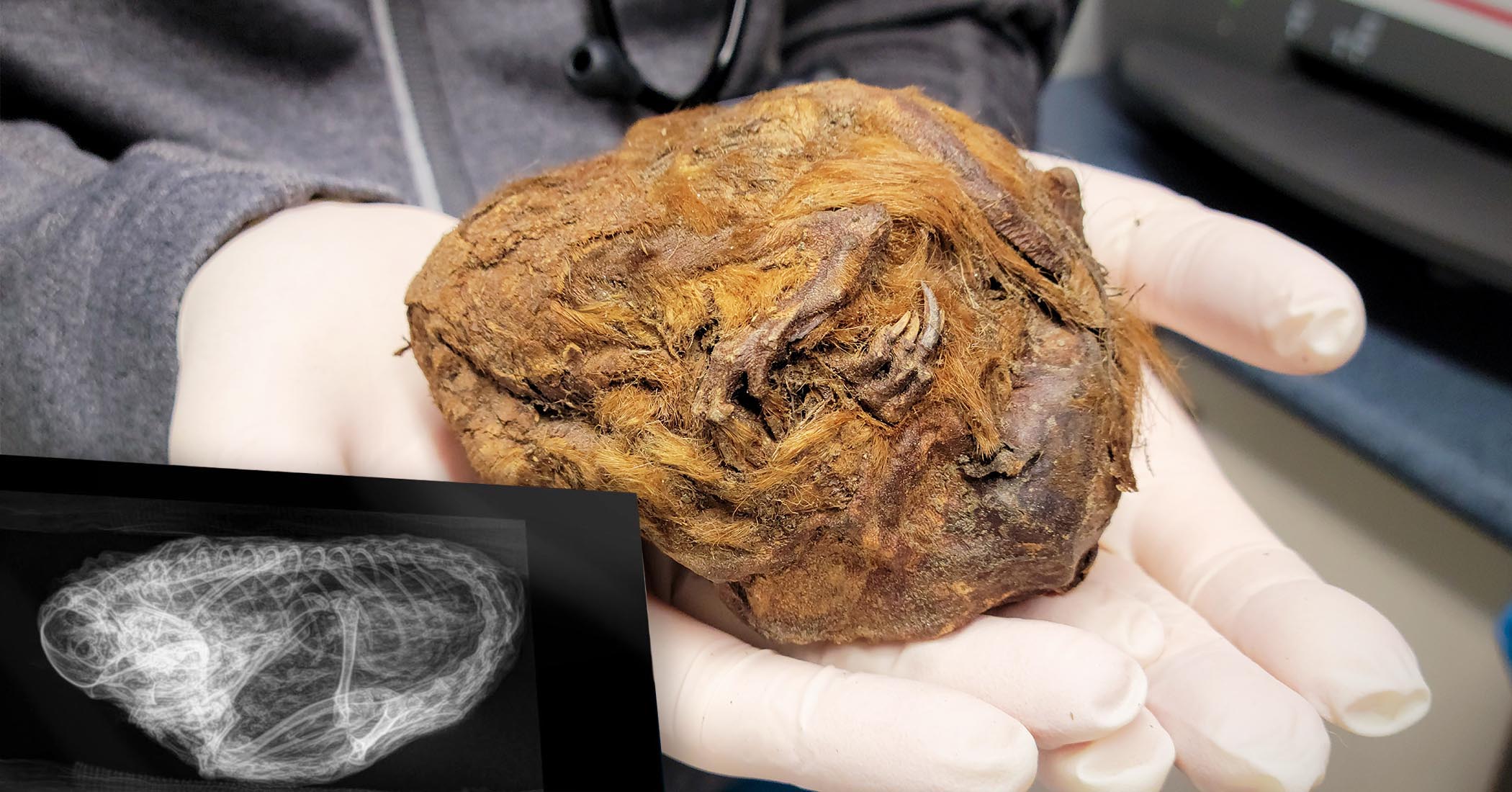 Miner finds grapefruit-sized fur ball now deemed a ‘perfectly preserved’ 30,000-year-old squirrel