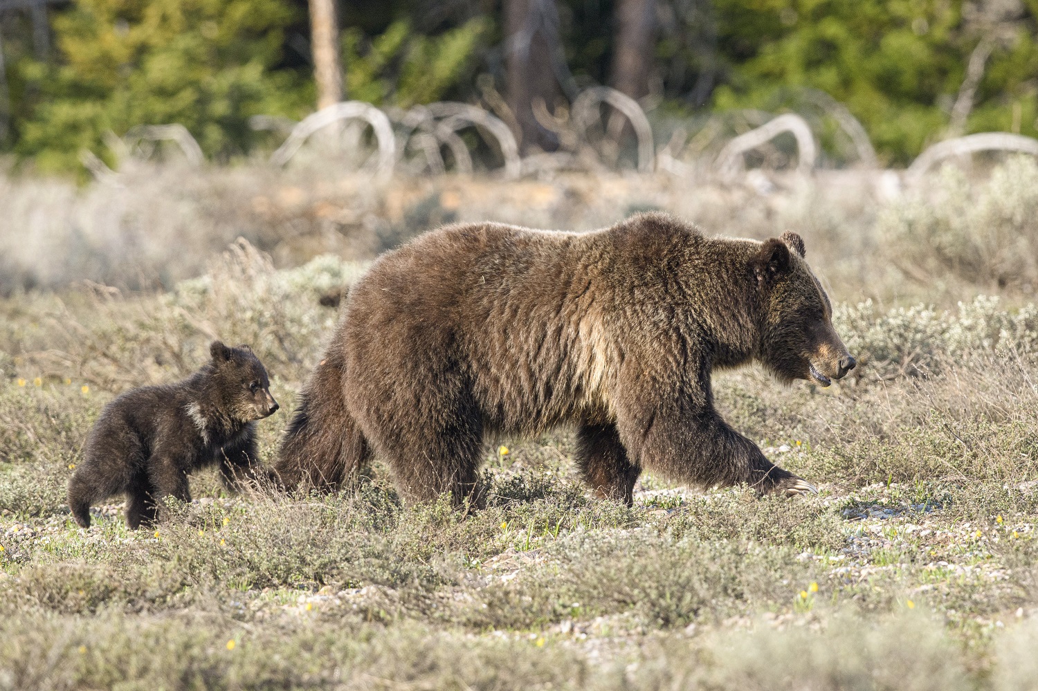 Famous Bear ‘Queen of the Tetons’ Breaks Record, Emerges From