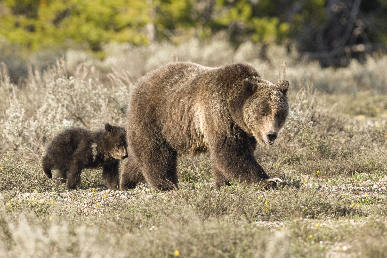 Famous Bear ‘Queen Of The Tetons’ Breaks Record, Emerges From ...