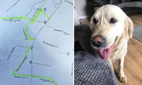 Rehomed Dog That Ran Away Travelling 40 Miles Back to Original Owner Reunites With New Family
