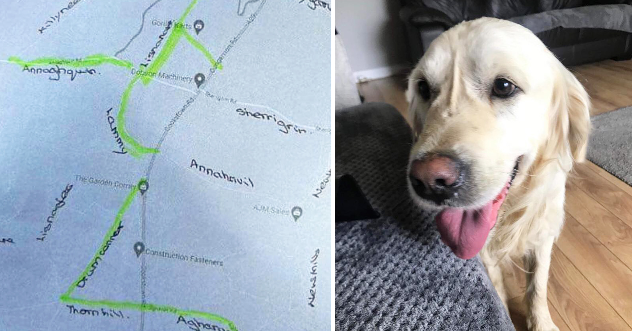NextImg:Rehomed dog that ran away to travel 40 miles back to original owner reunites with new family