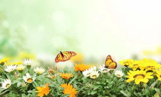 Hands On: Pinching and Hand-Pollinating for a Bumper Crop