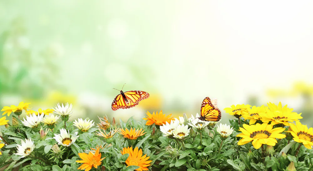 If there are bees and butterflies in your neighborhood, but they’re not coming to your garden, invite them over with local wildflowers.(FrentaN/Shutterstock)