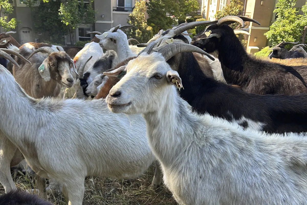 Goats graze on dry grass next to a housing complex in West Sacramento, Calif., on May 17, 2023. (Terry Chea/AP Photo)