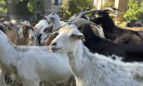 California Overtime Law Threatens Use of Grazing Goats to Prevent Wildfires