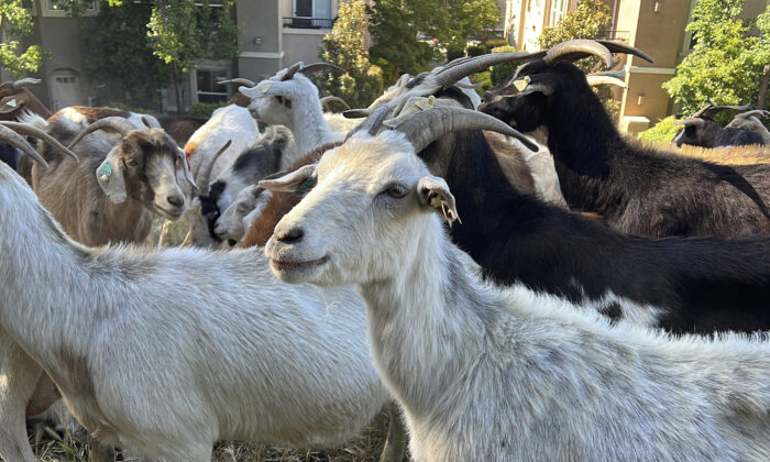 California Overtime Law Threatens Use Of Grazing Goats To Prevent ...