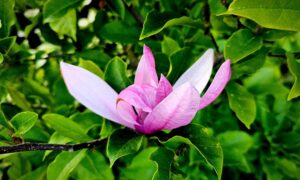 Tree Bark Compound Suppresses COVID-19 Virus: Study