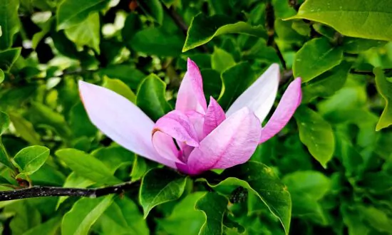 Tree Bark Compound Suppresses COVID-19 Virus: Study