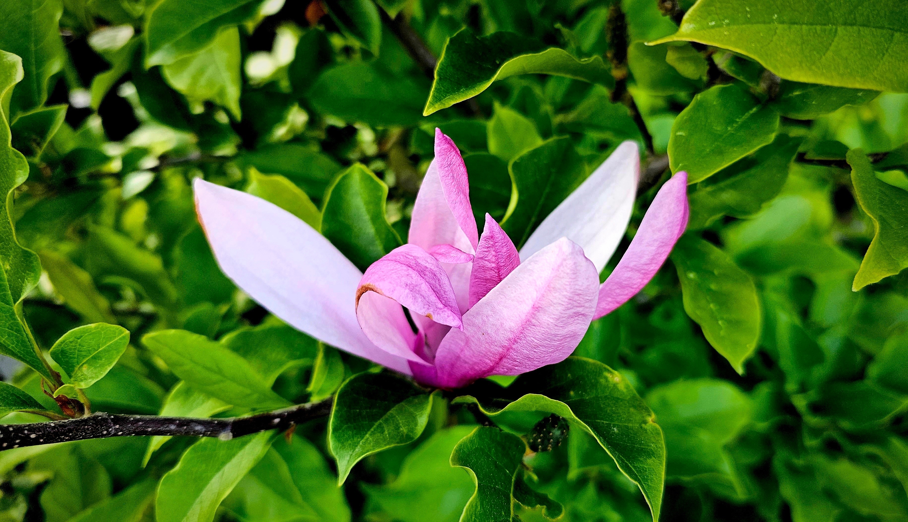 Could Magnolia Tree Bark Rival Vaccines in the Fight Against COVID-19? - Vimarsana News