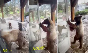 VIDEO: Homeowner Sees Curious Bear Cub Open Front Door, but What She Does Next—The Cub is Shocked