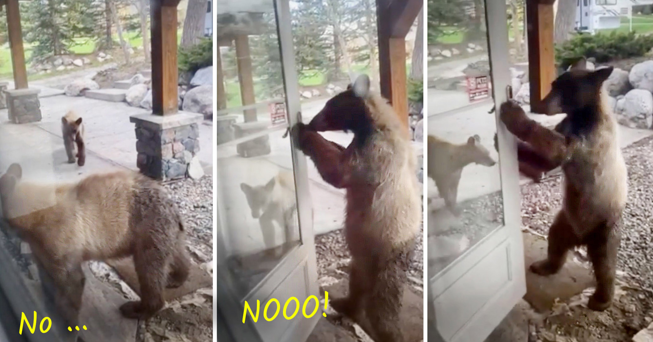 VIDEO: Homeowner sees curious bear cub open front door, but what she does next—the cub is shocked