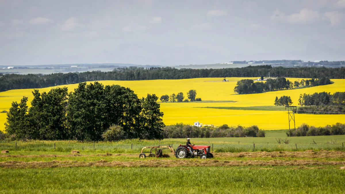 A farmer rakes his hay field surrounded by canola fields near Cremona, Alta., in a file photo. China has announced that it will impose 100 percent tariffs on some Canadian canola products. (The Canadian Press/Jeff McIntosh)