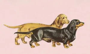 Proper Pup Etiquette