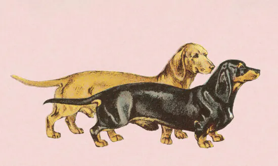 Proper Pup Etiquette